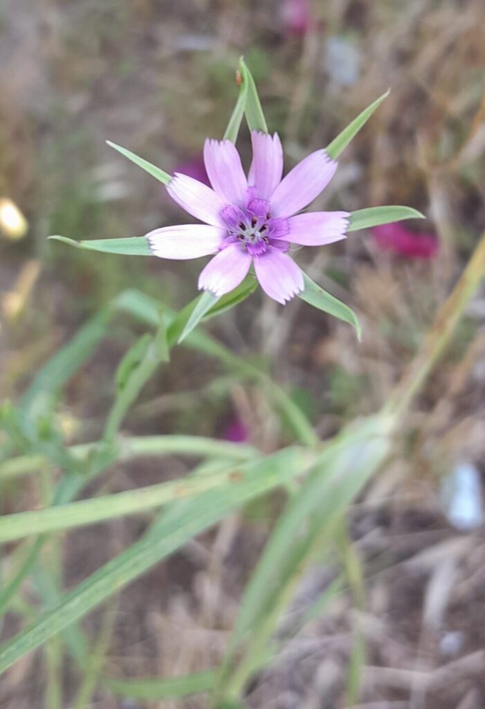 Salsify, Tragopogon porrifolius, flower head