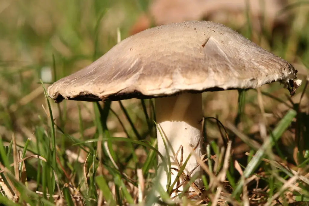 Field Mushroom - Agaricus campestris