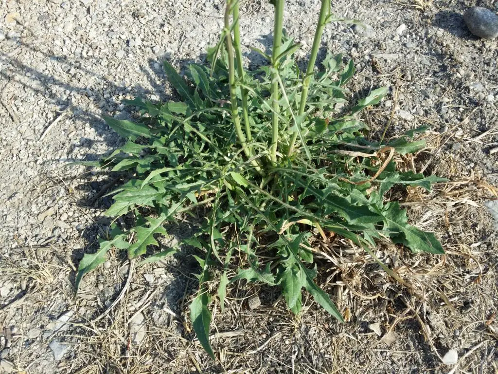 Wild Chicory - Cichorium intybus