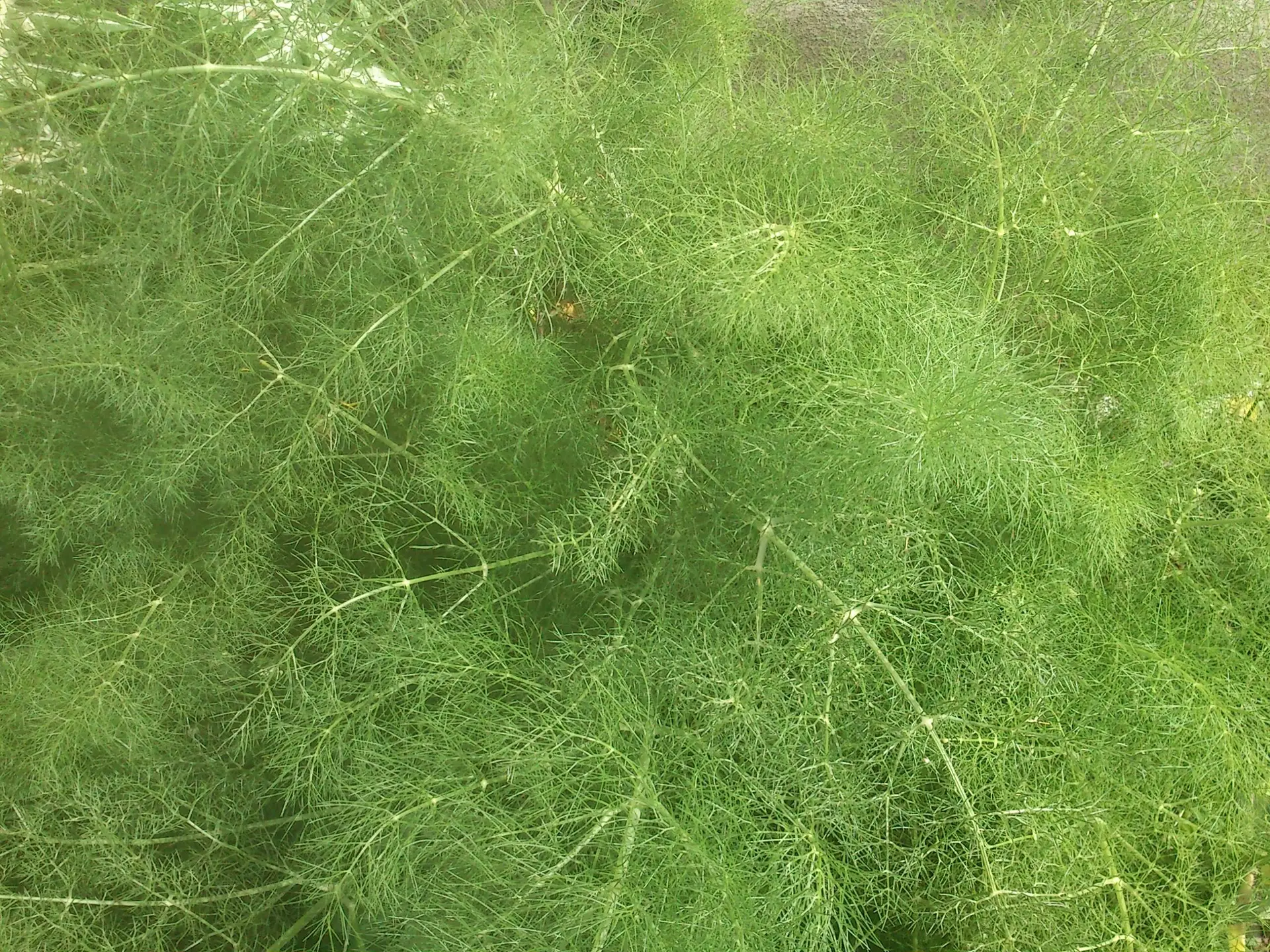 Fennel - Foeniculum vulgare