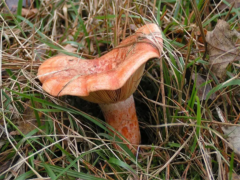 Saffron Milk Cup - Lactarius deliciosus