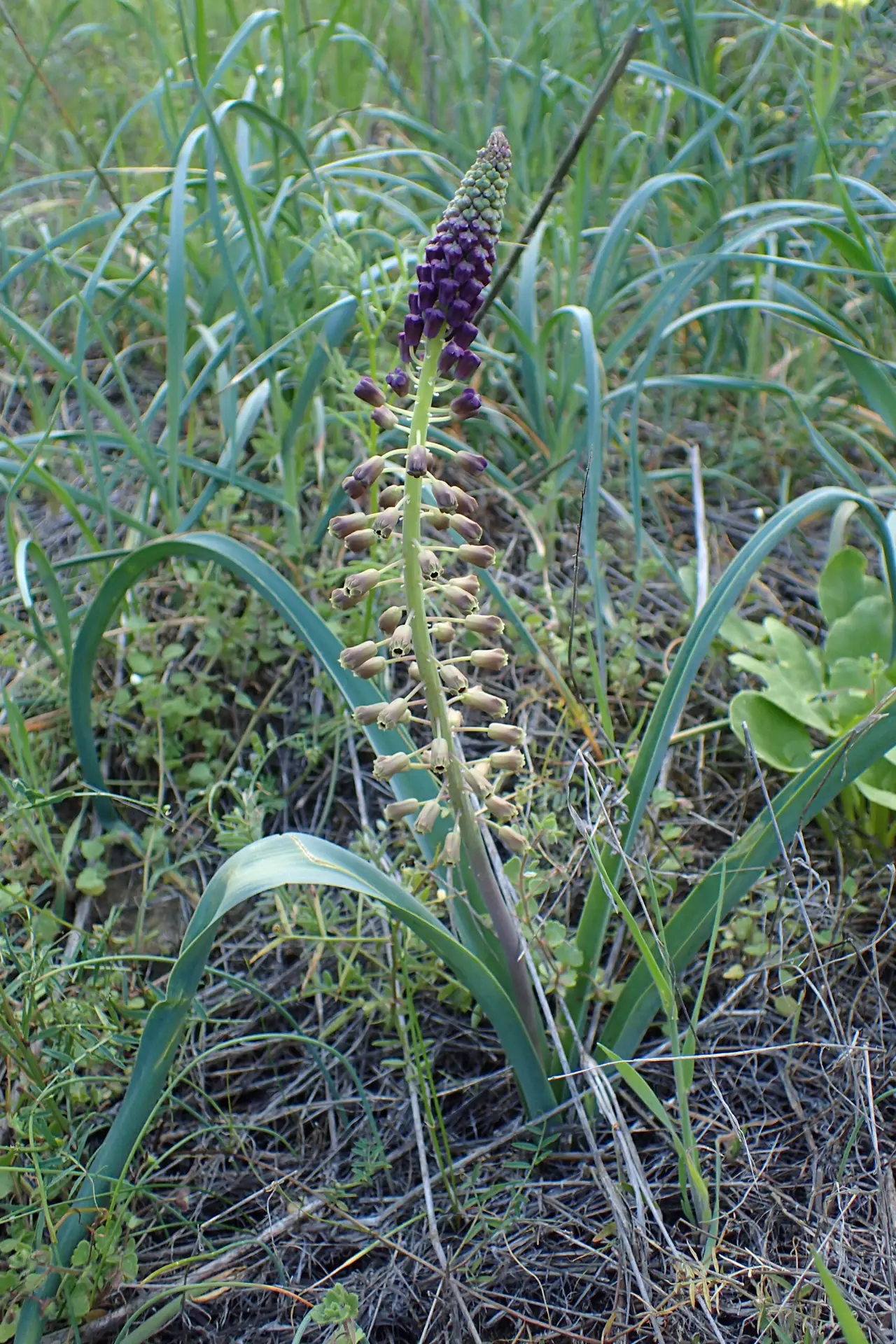 Tassel Hyacinth - Muscari comosum