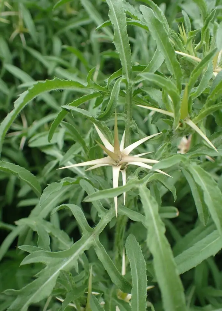 Star Thistle - Centaurea calcitrapa