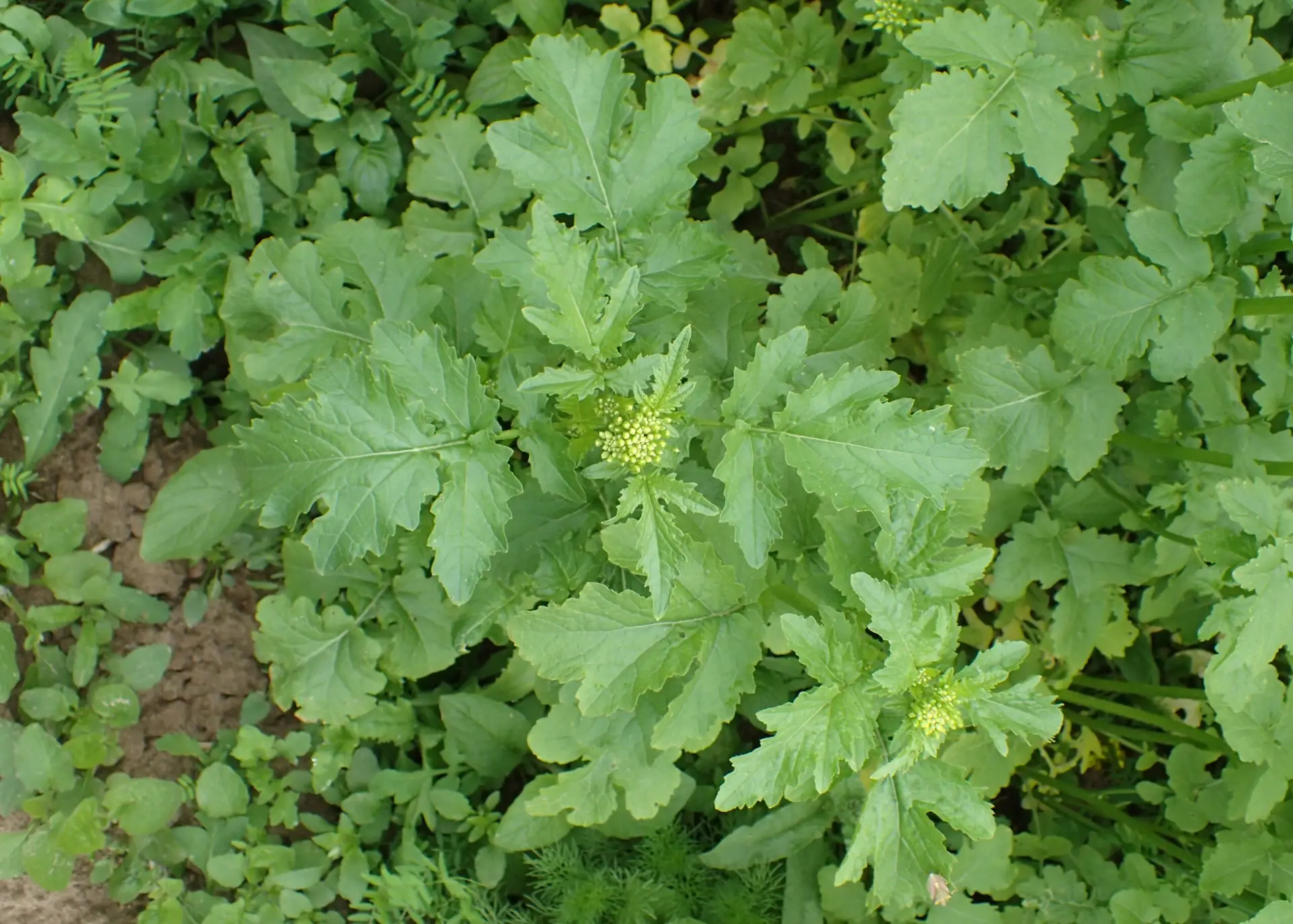 White Mustard - Sinapis alba