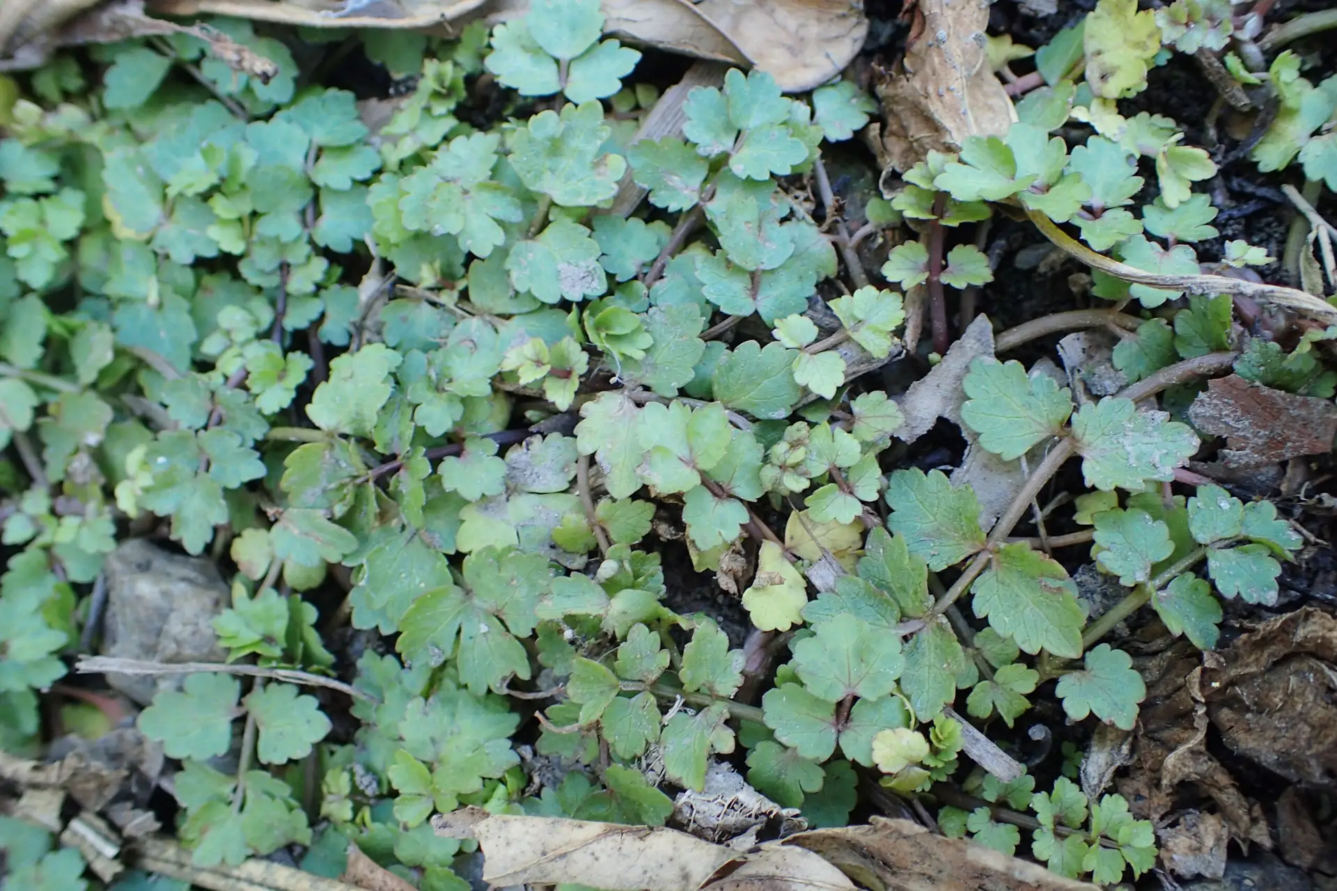 Wild Celery - Helosciadium nodiflorum