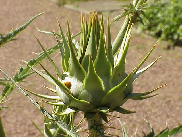 Wild Globe Artichoke - Cynara cardunculus