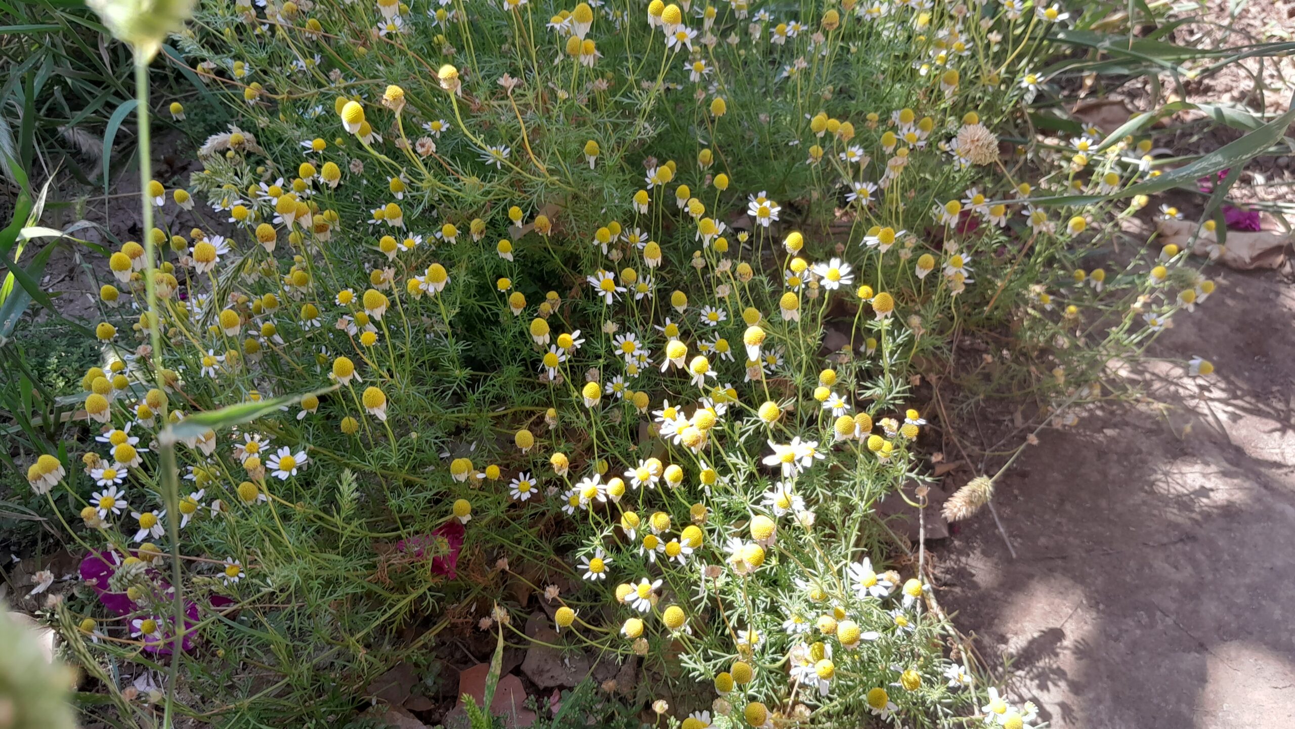 Chamomile, Matricaria chamomilla