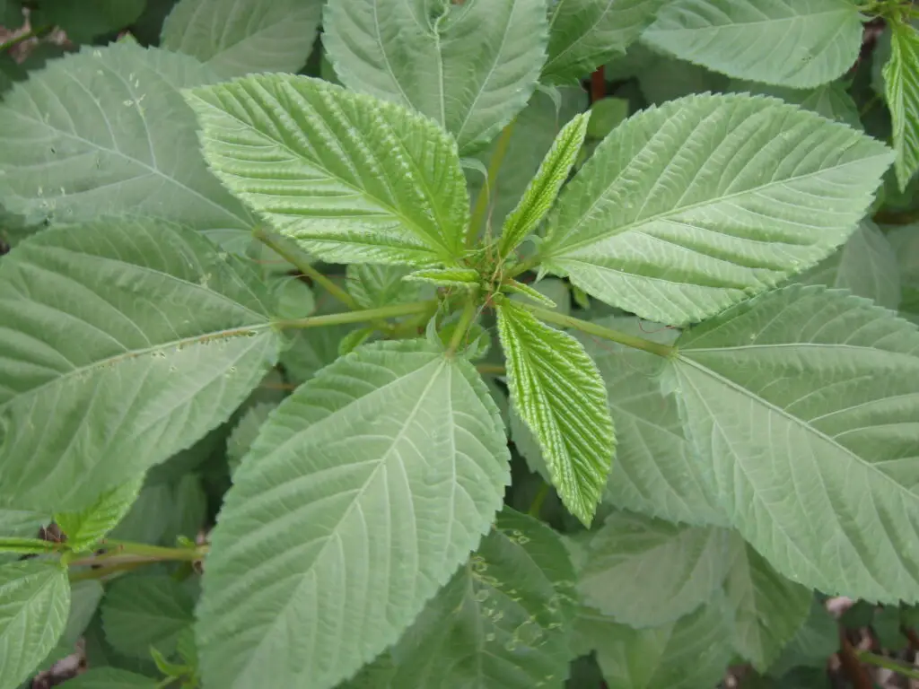 Jute Mallow - Corchorus olitorius