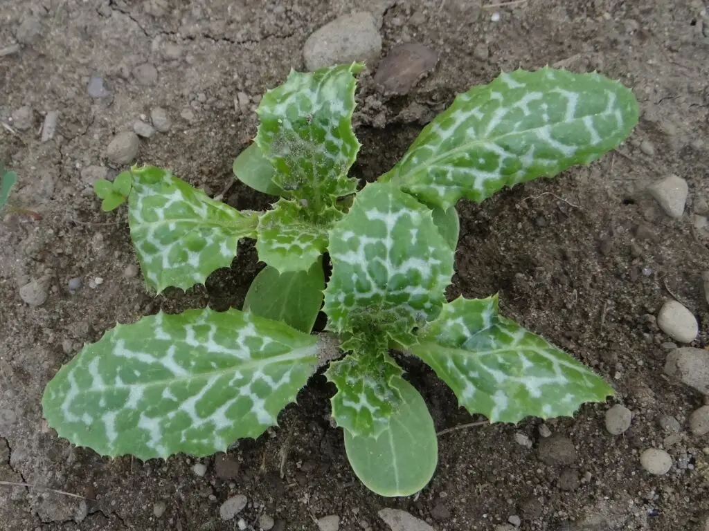 Oyster Plant - Scolymus maculatus