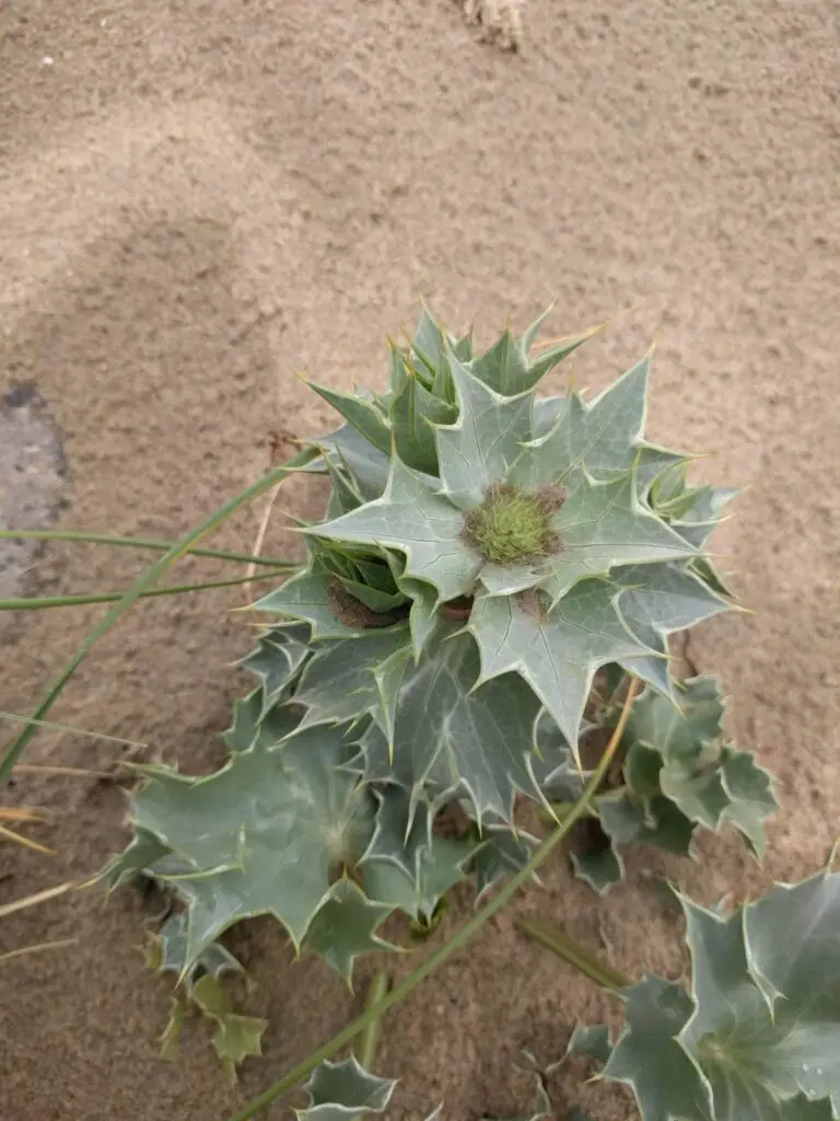 Sea Holly - Eryngium maritimum