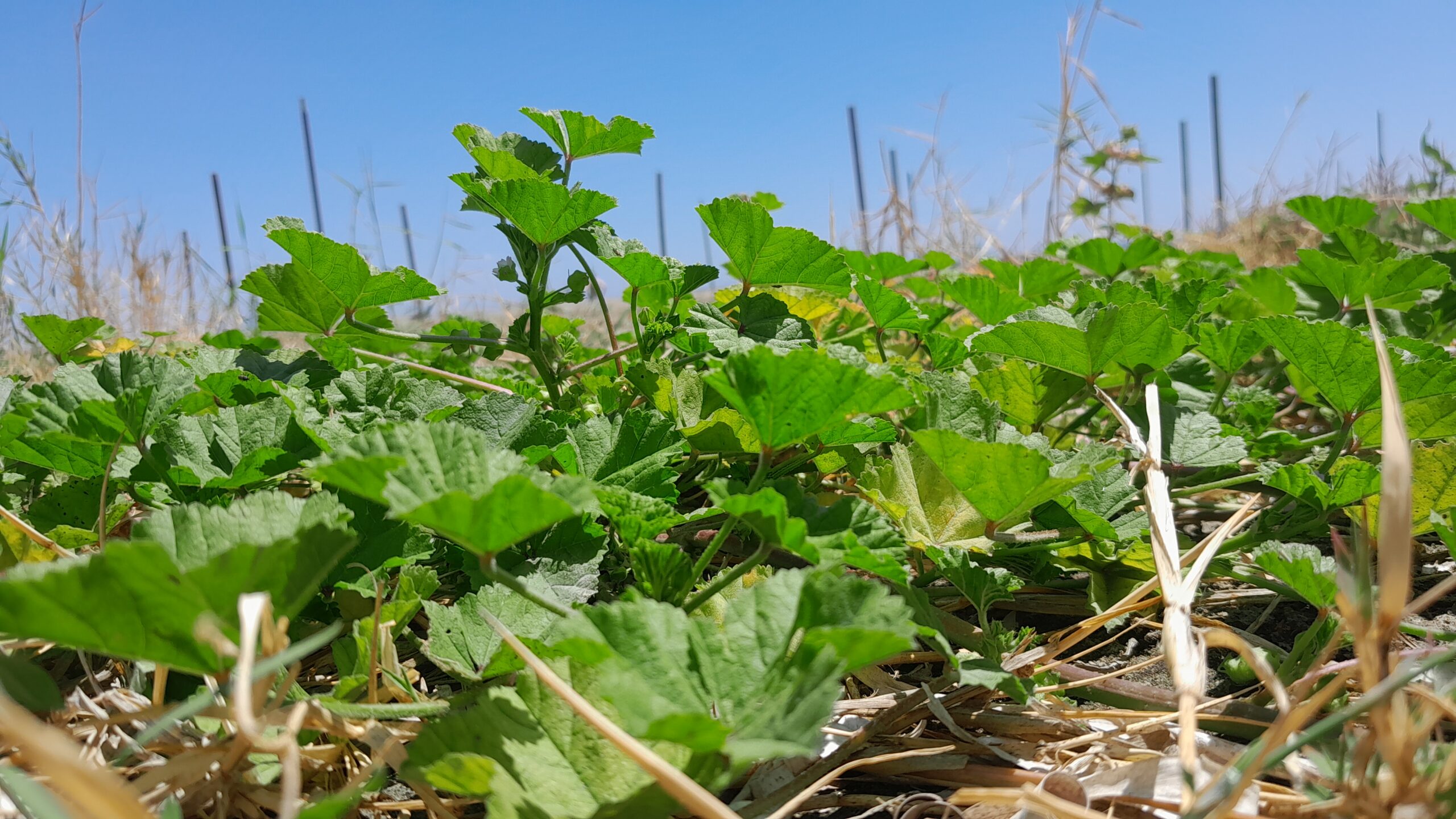 Common Mallow Malva parviflora beach