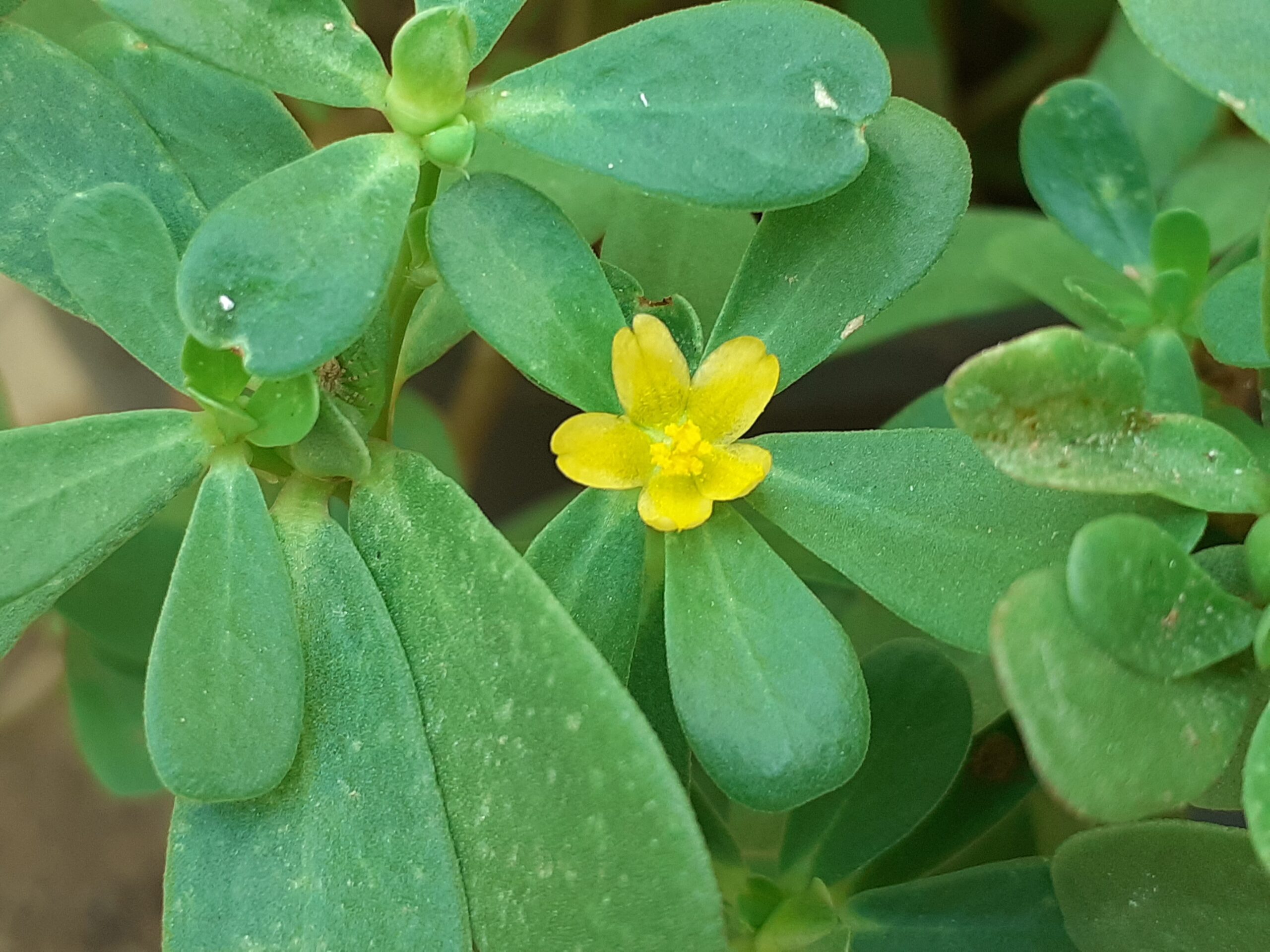 Purslane Portulaca oleracea