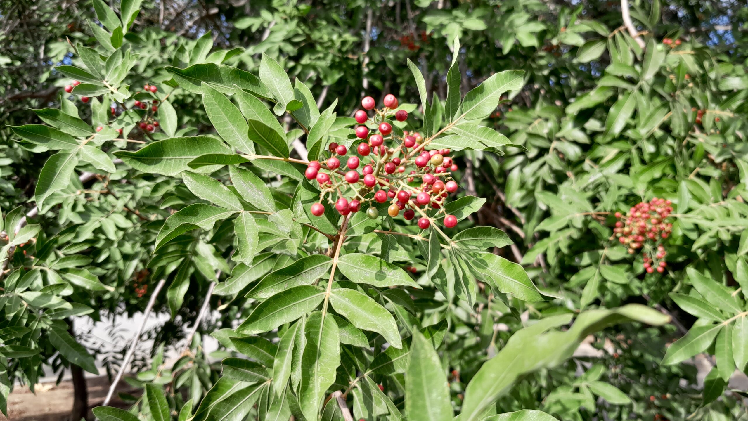 Terebinth Pistacia terebinthus fruit