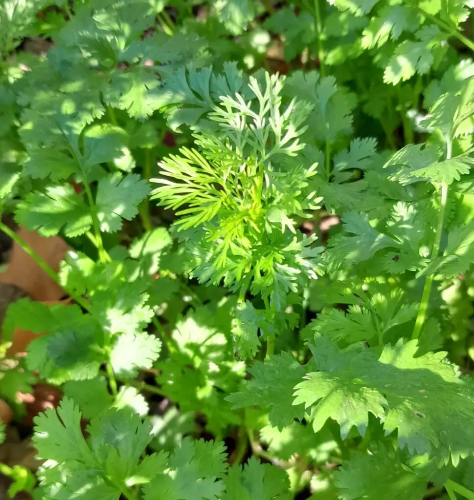 Coriander