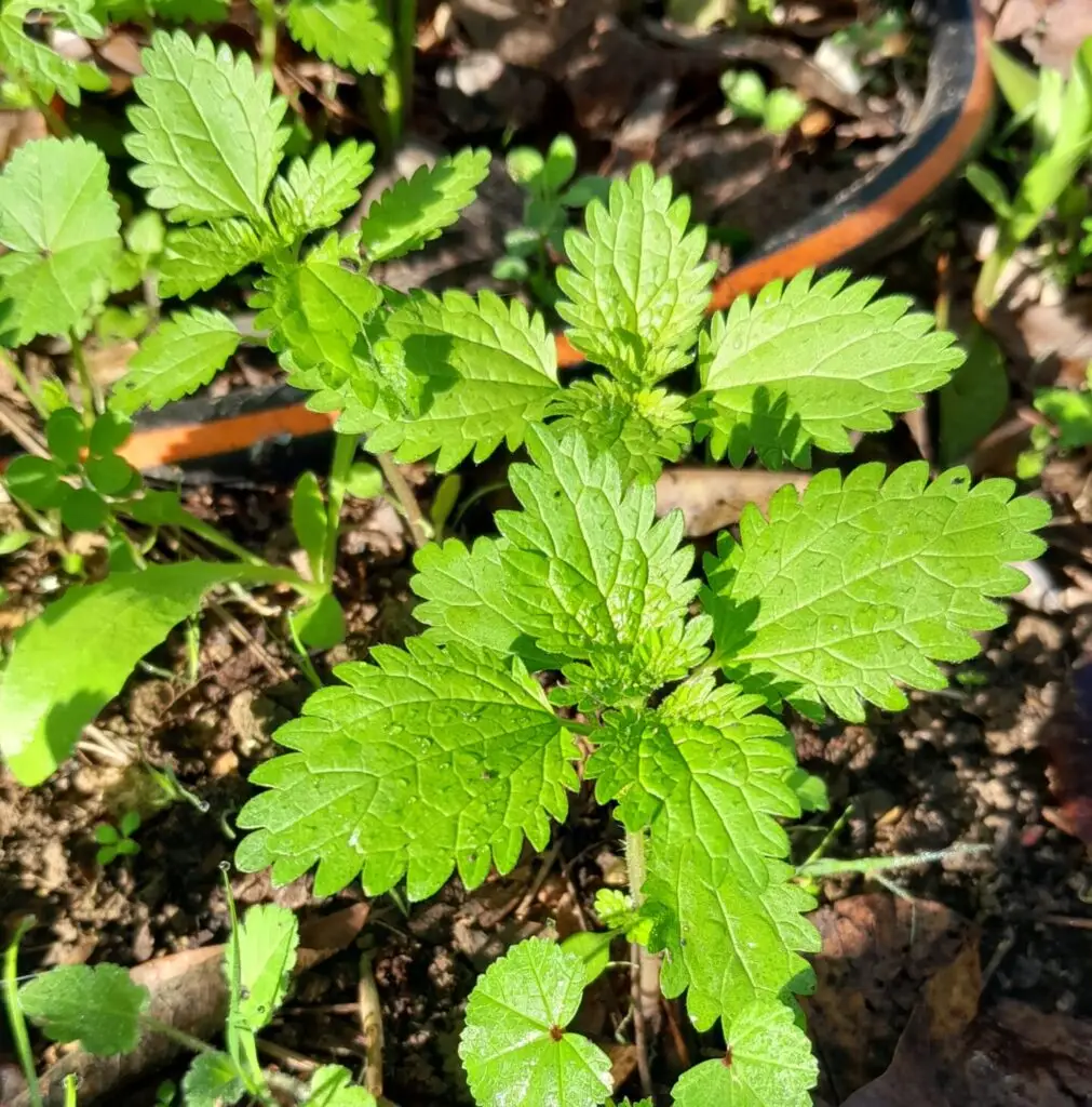 Nettle - Urtica dioica