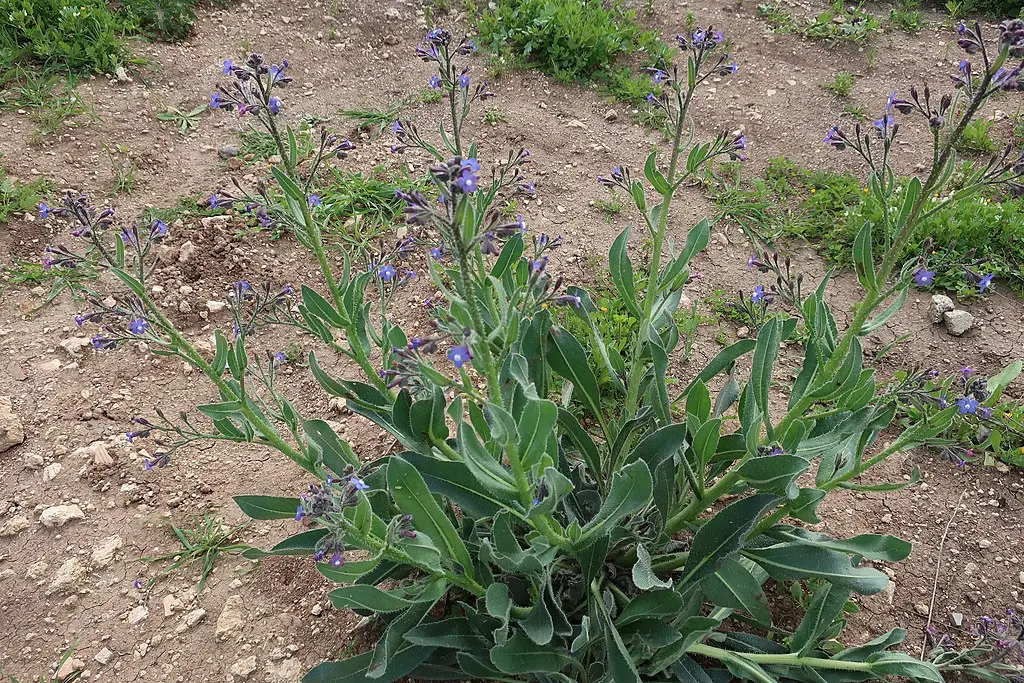 Alkanet - Anchusa strigosa