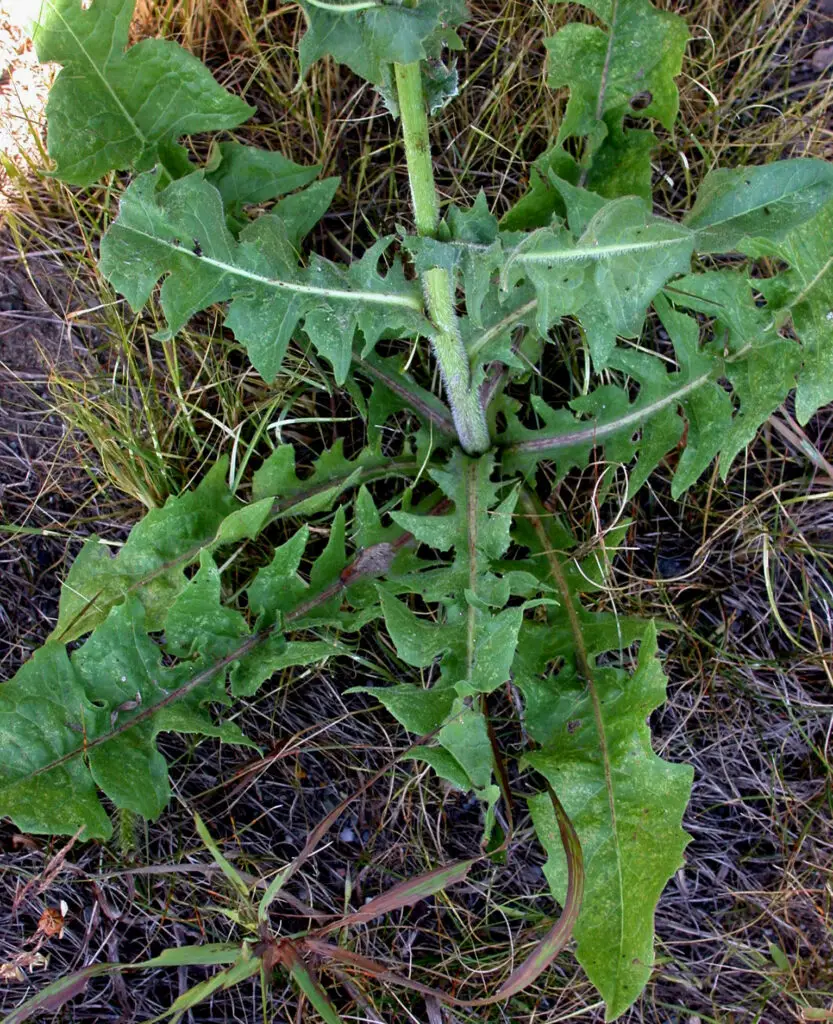 Cichorium intybus