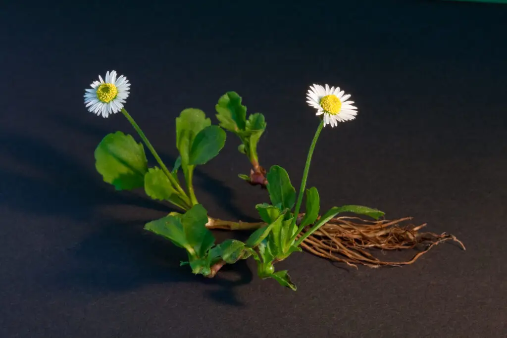 Common Daisy Bellis perennis