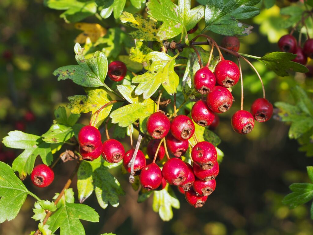 Crataegus monogyna