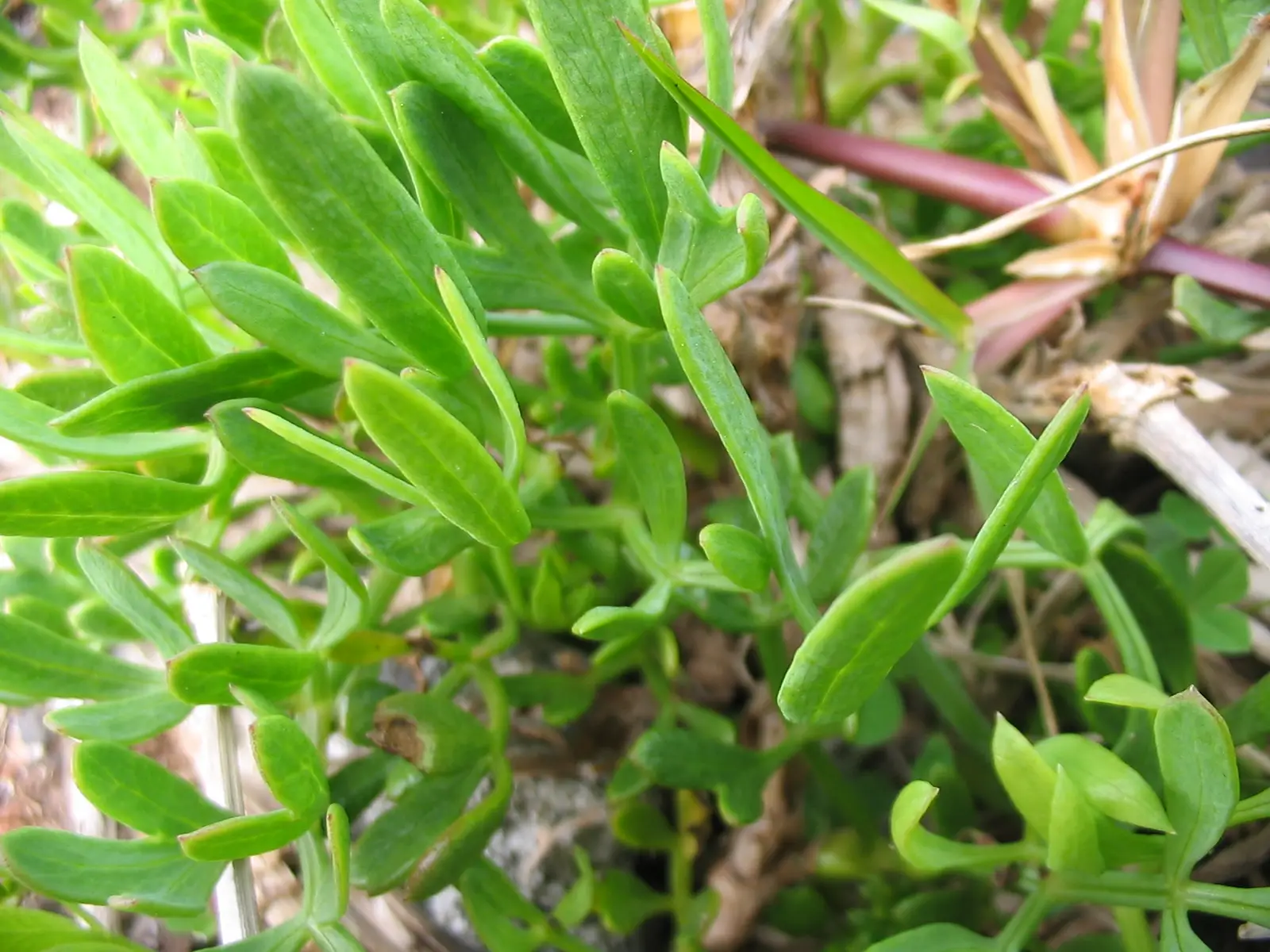 Rock Samphire - Crithmum maritimum