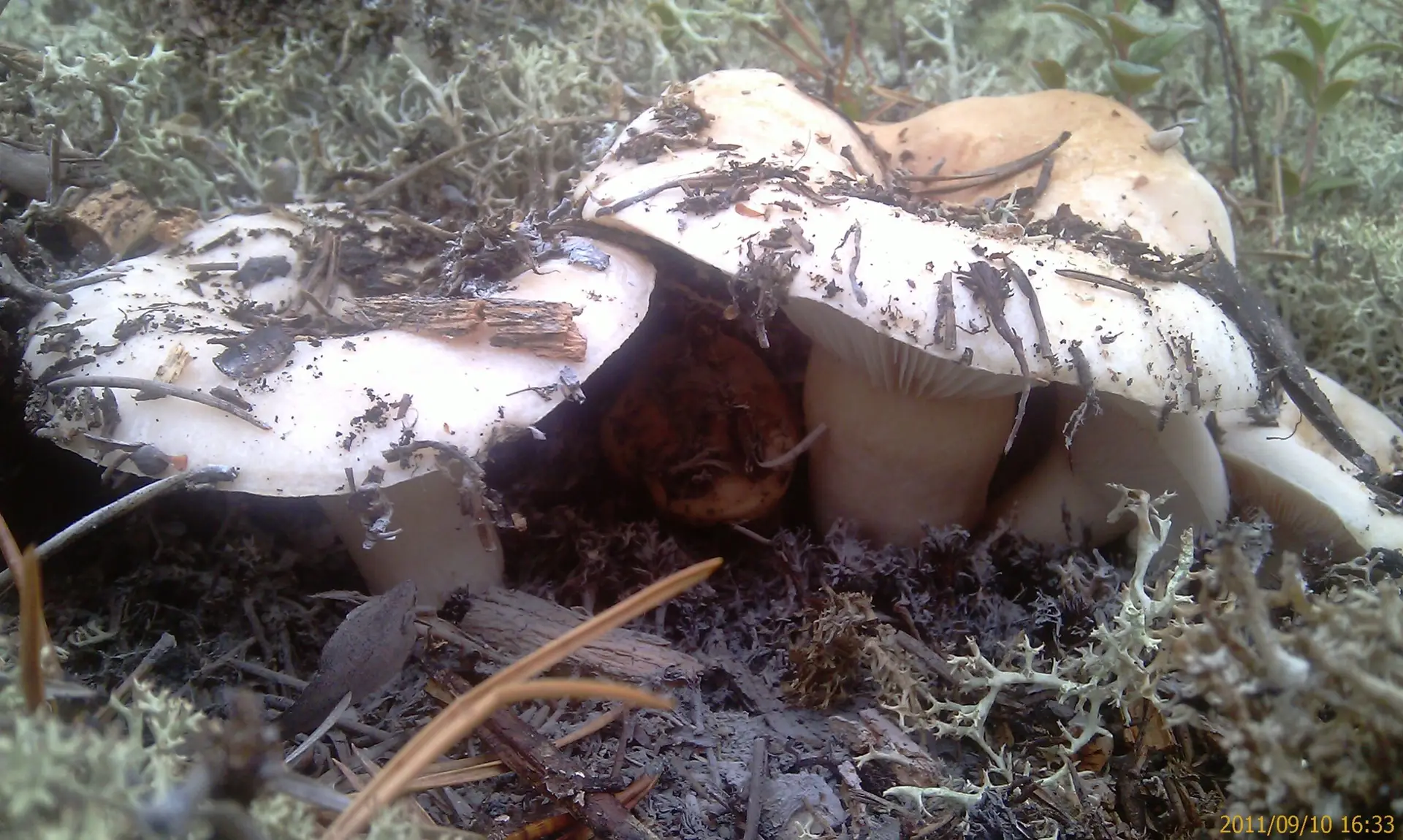 Milk-White Brittlegill - Russula delica