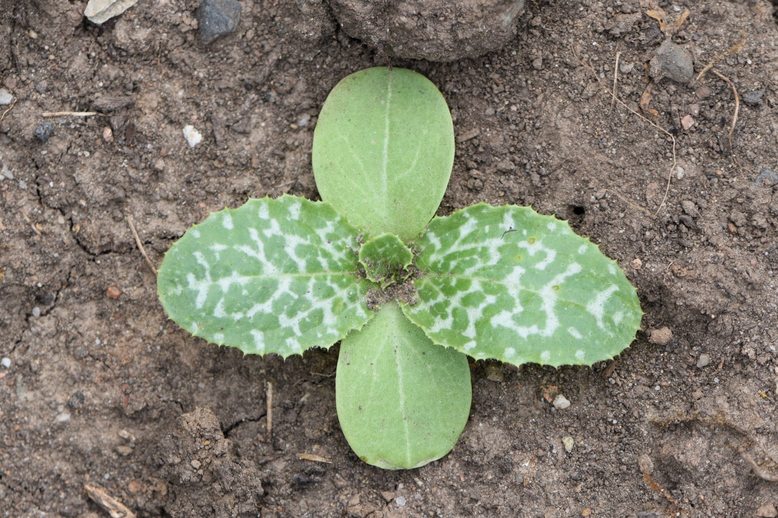 Milk Thistle - Silybum marianum