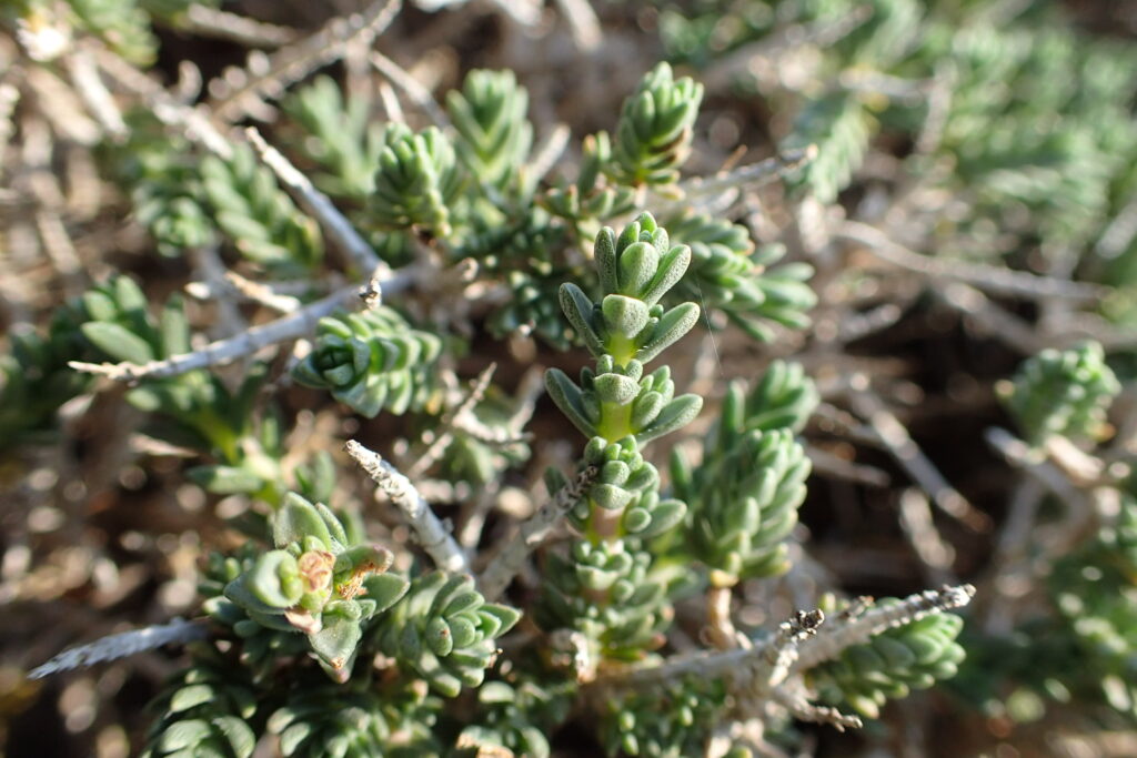 Wild Thyme - Thymbra capitata