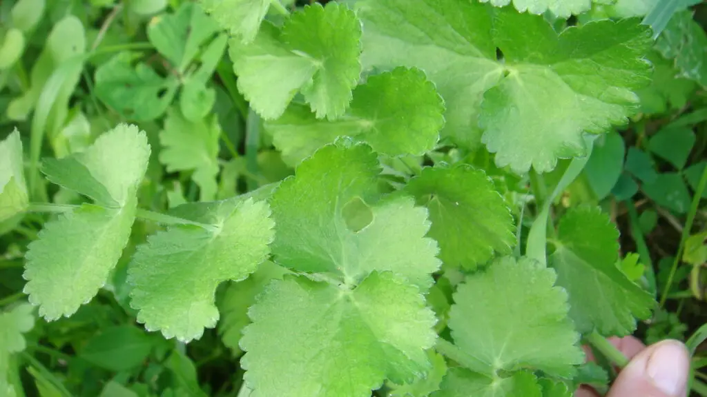 Mediterranean Hartwort - Tordylium apulum