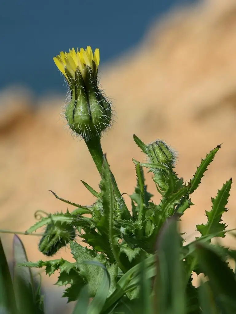 Prickly Goldenfleece - Urospermum picroides