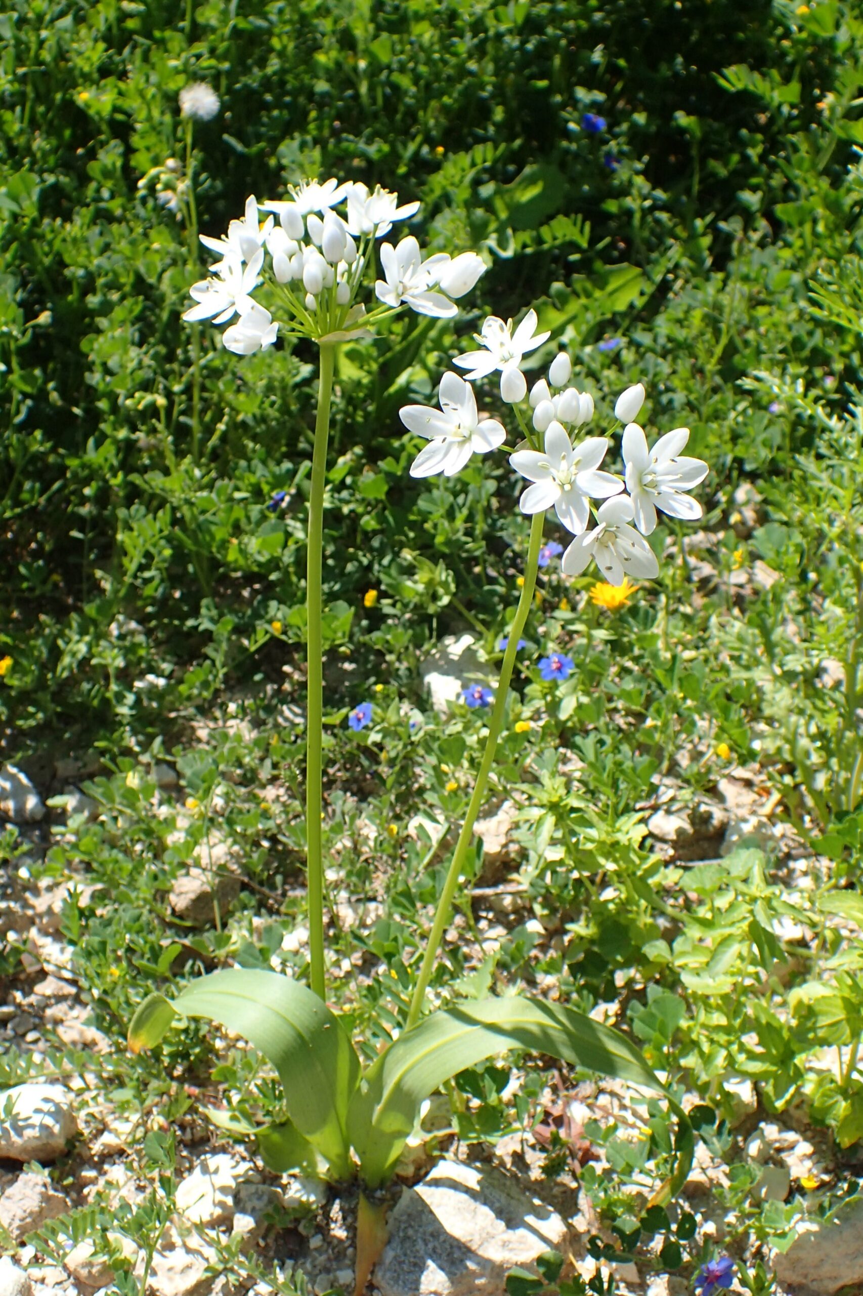 Wild Garlic - Allium neapolitanum