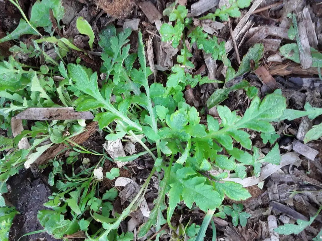 Shepherd's purse Capsella bursa-pastoris