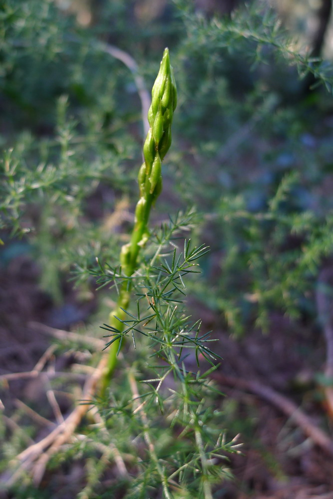 Wild Asparagus - Asparagus acutifolius