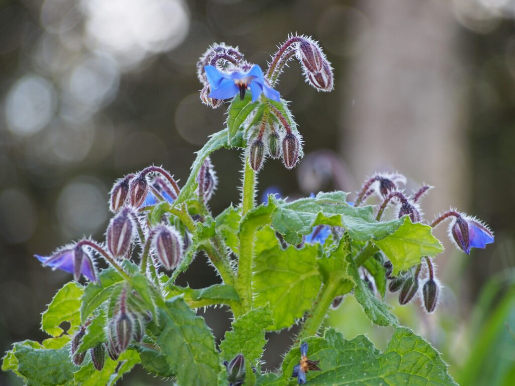 Borage - Borago officinalis