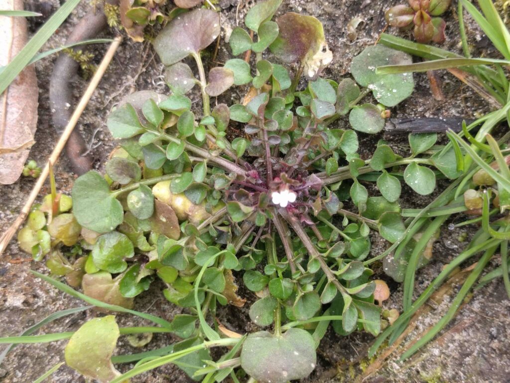 Bittercress - Cardamine hirsuta