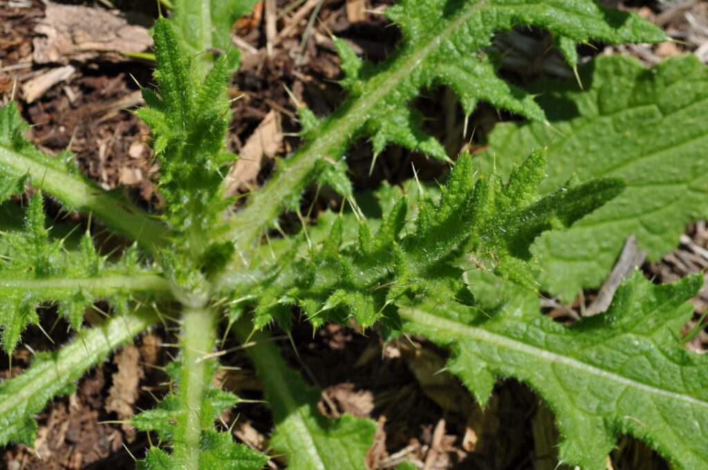 Thistle - Cirsium vulgare