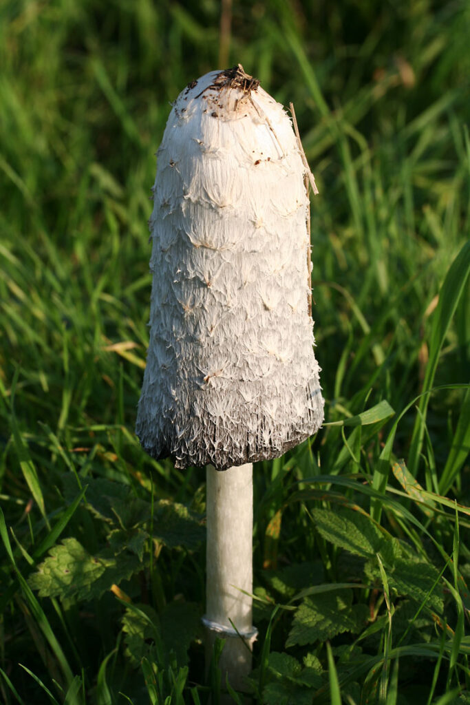 Shaggy Ink Cap - Coprinus comatus