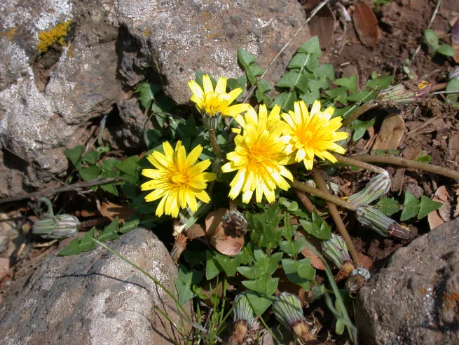 Dandelion - Taraxacum cyprium