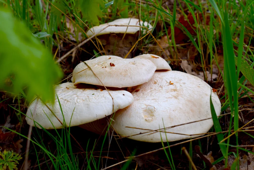 Giant Fennel Mushroom - Pleurotus eryngii