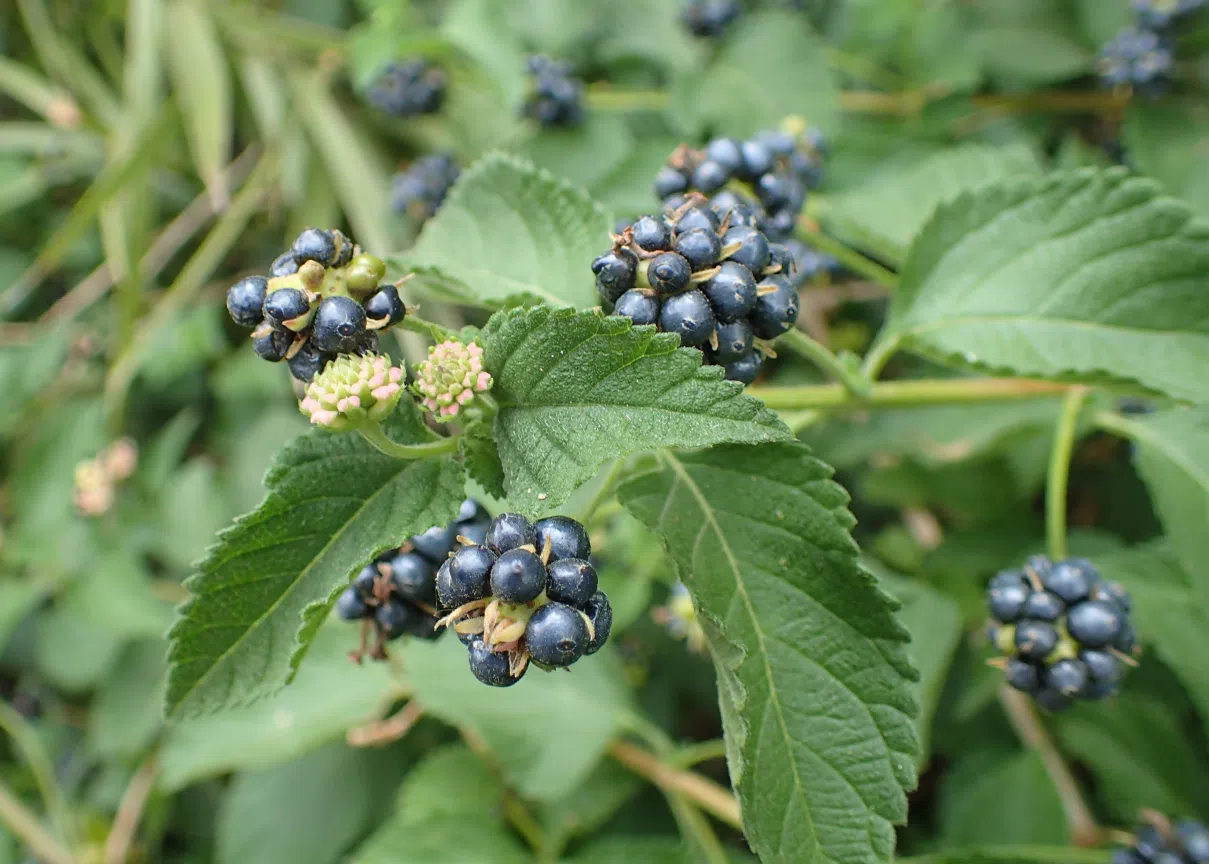 Lantana - Lantana camara