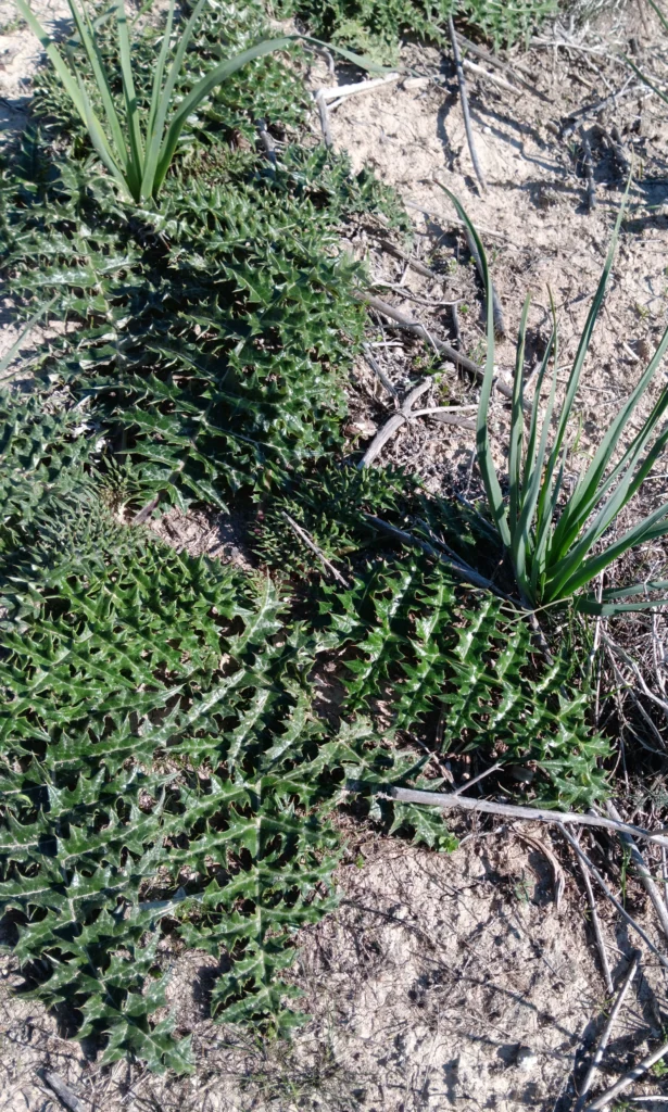 Wild Artichoke - Cynara cornigera