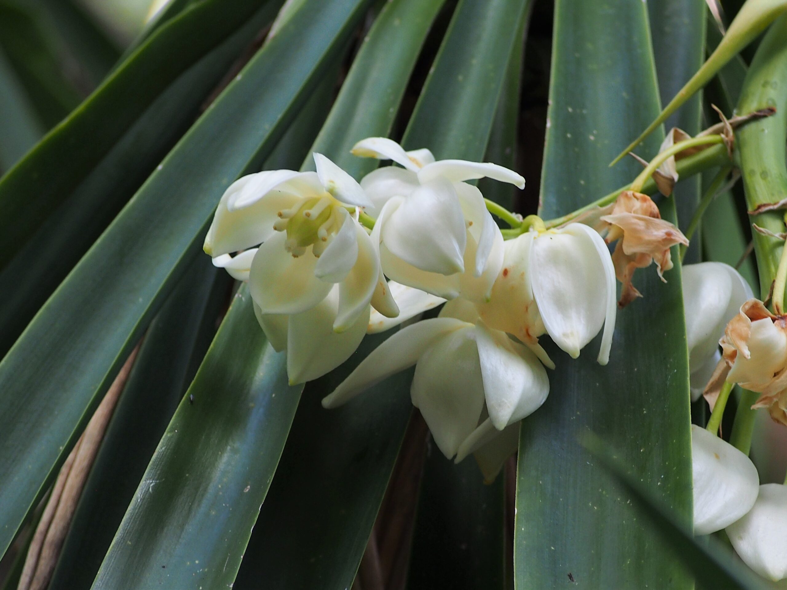 Yucca - Yucca gigantea