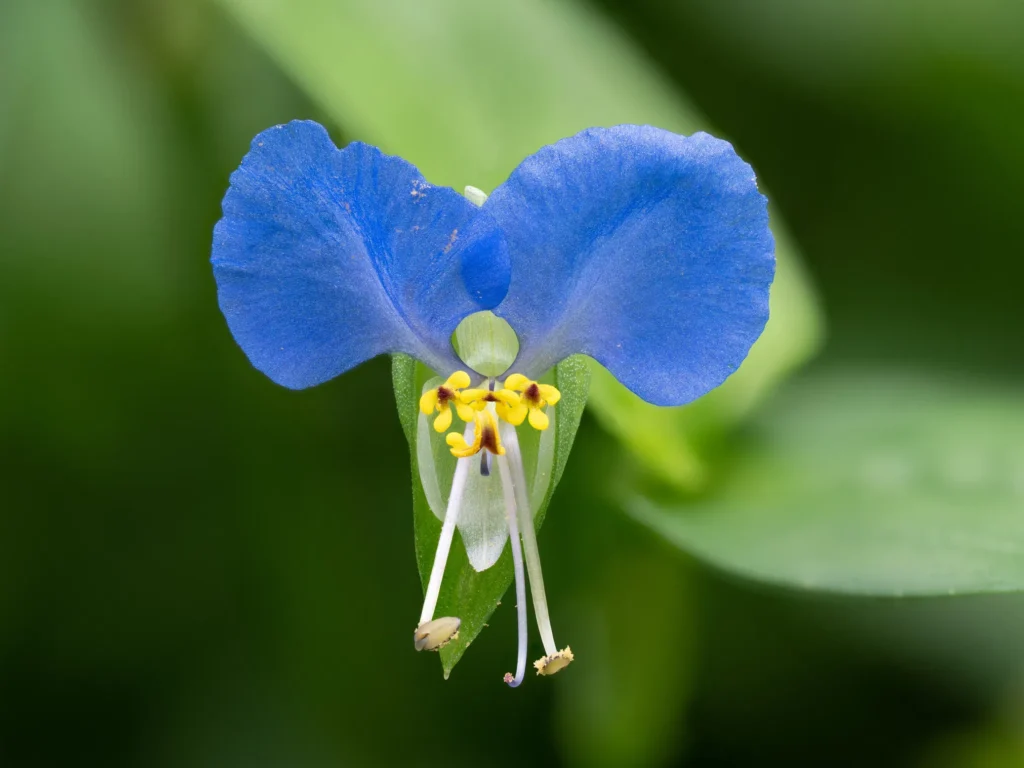 Asiatic Dayflower - Commelina communis