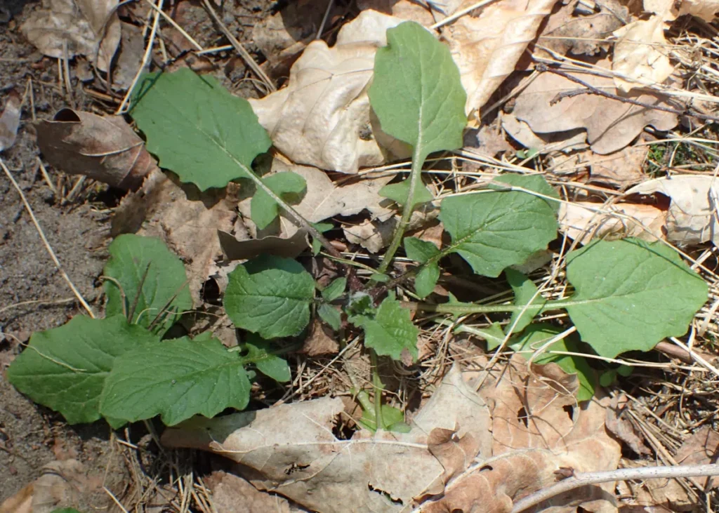 Common Nipplewort- Lapsana communis